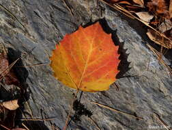 Image of bigtooth aspen