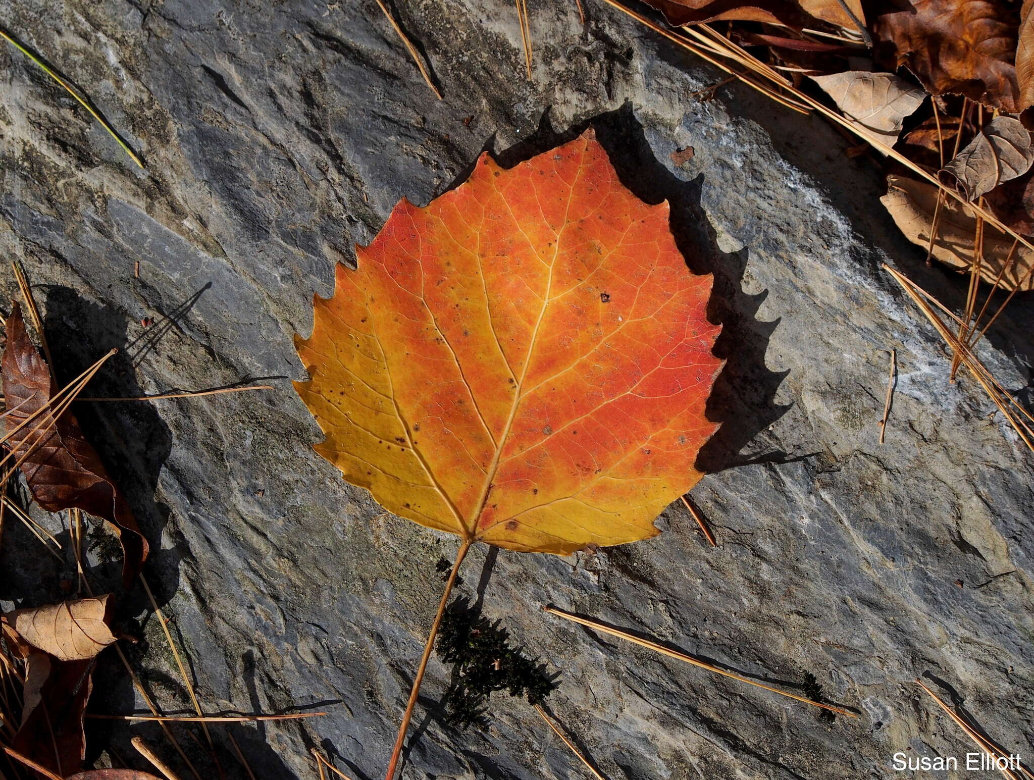 Image of bigtooth aspen