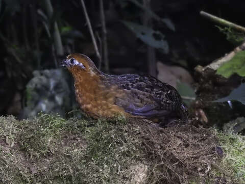 Image of Chestnut Wood Quail