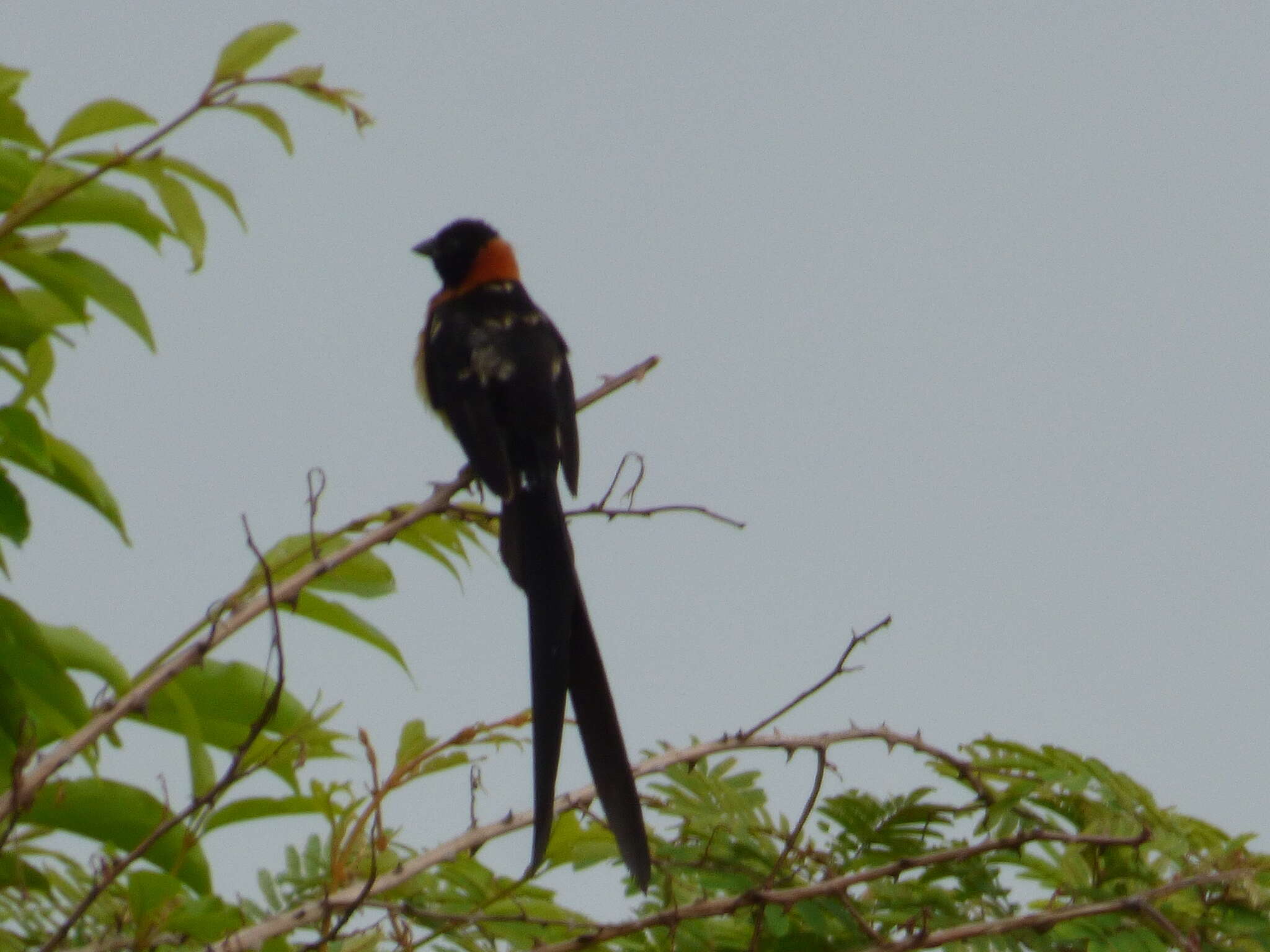 Image of Sahel Paradise Whydah