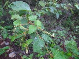 Imagem de Croton malvaviscifolius Millsp.