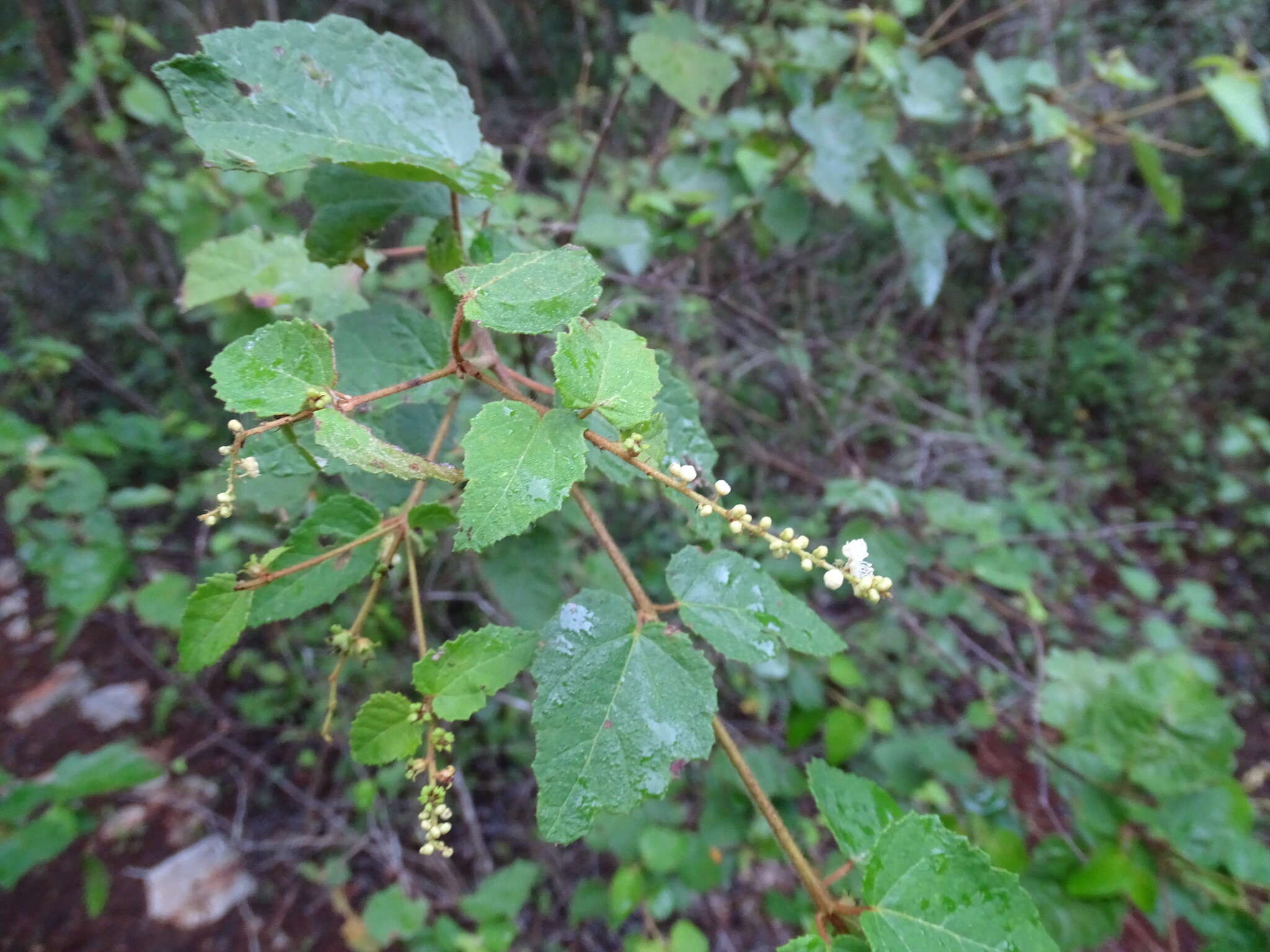 Image of Croton malvaviscifolius Millsp.