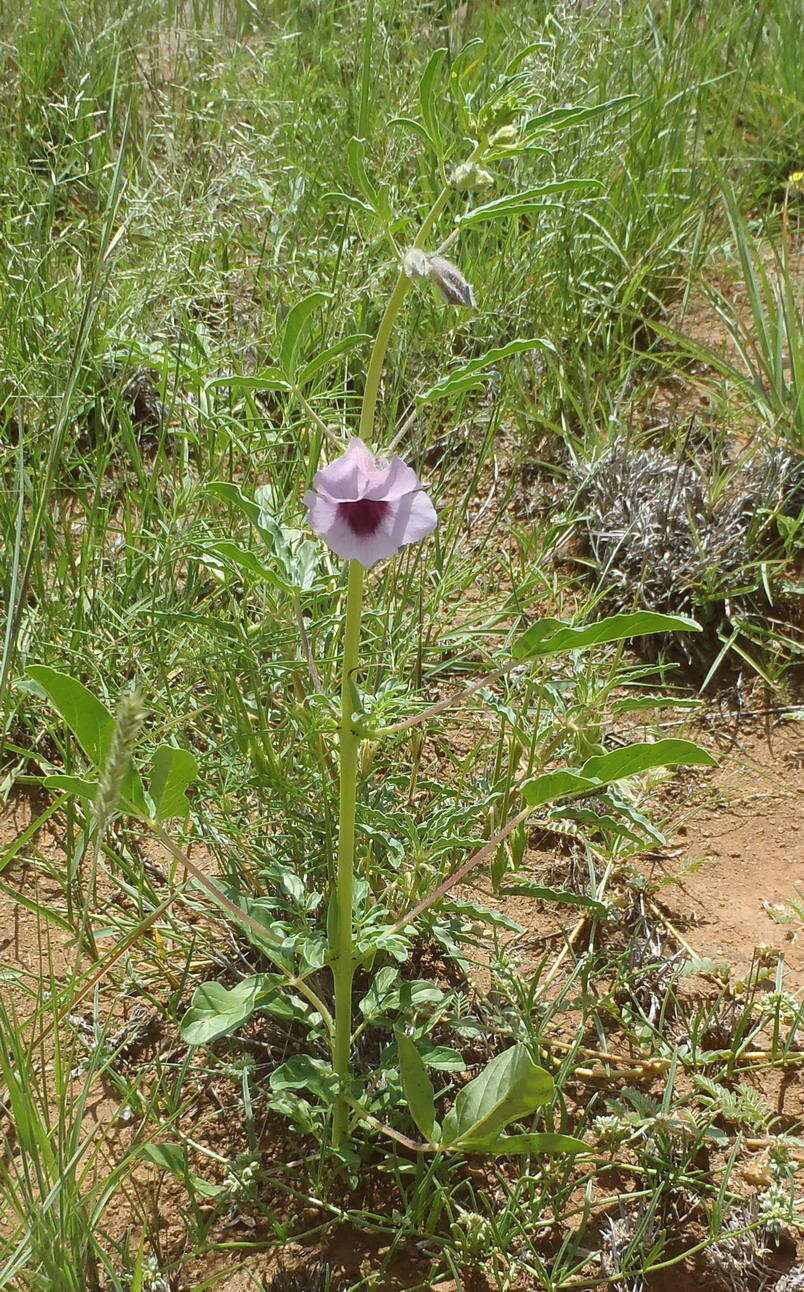 Image of Sesamum triphyllum var. triphyllum