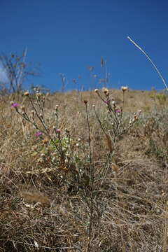 Centaurea sterilis Stev. resmi