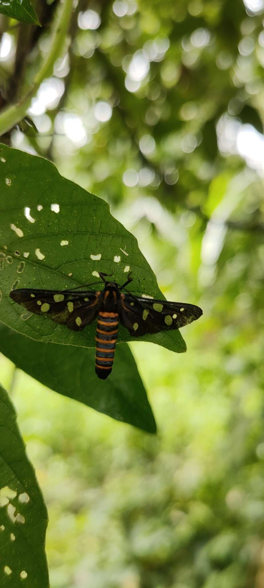 Imagem de Amata passalis Fabricius