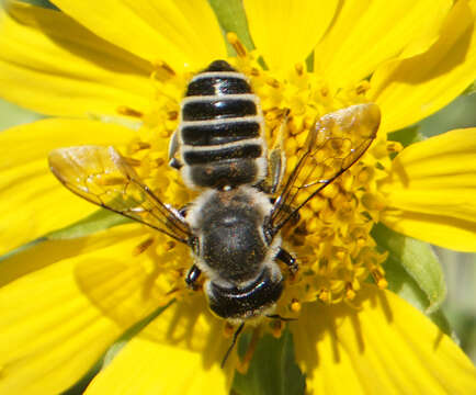 Imagem de Megachile policaris Say 1831