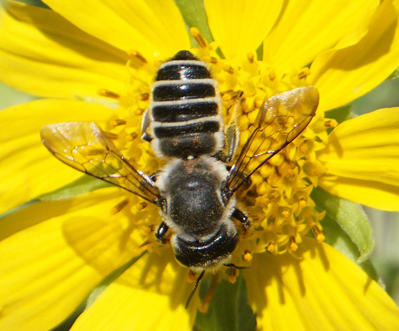 Imagem de Megachile policaris Say 1831