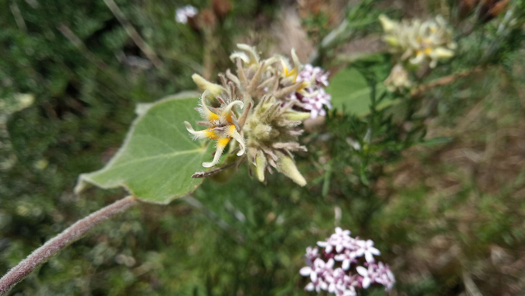 Philibertia tomentosa (Decne.) Goyder resmi