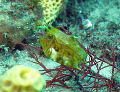 Image of Shorthorn cowfish