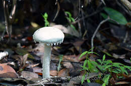 Image de Amanita farinacea (Sacc.) Cleland & Cheel 1914