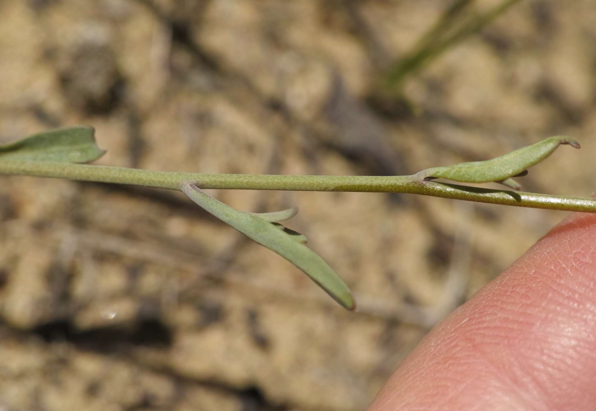 Plancia ëd Arabidopsis lyrata (L.) O'Kane & Al-Shehbaz