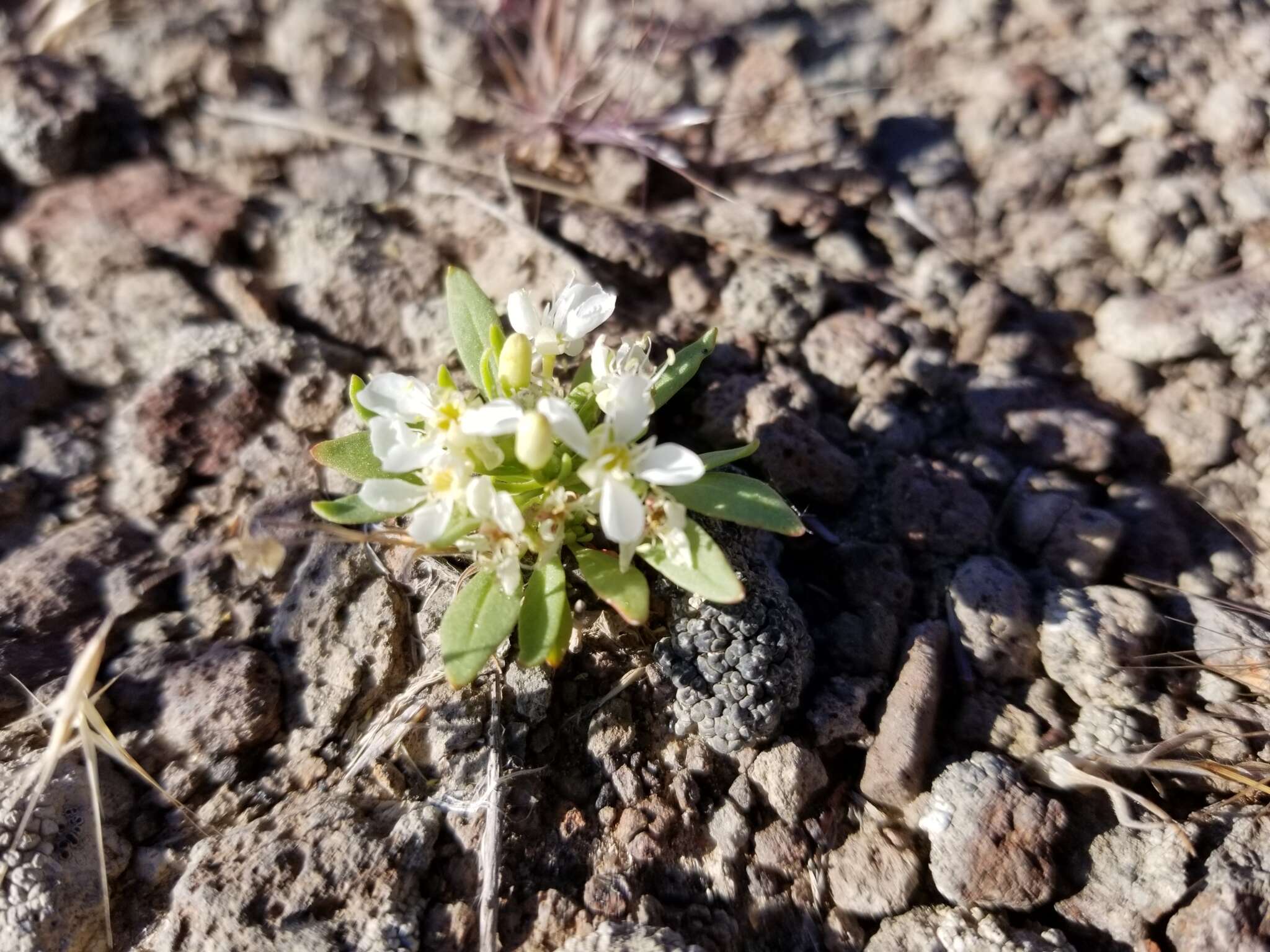 Eremothera nevadensis (Kellogg) W. L. Wagner & Hoch resmi