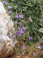 Imagem de Campanula stricta L.