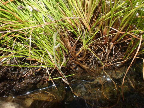 Image of Juncus capensis Thunb.