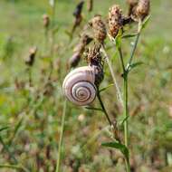 Image of dune snail