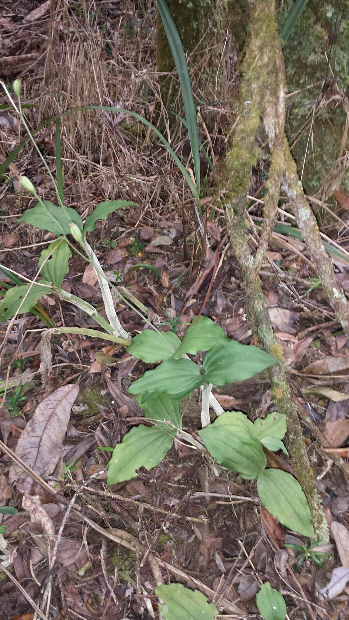 Image of Liparis longicaulis Ridl.