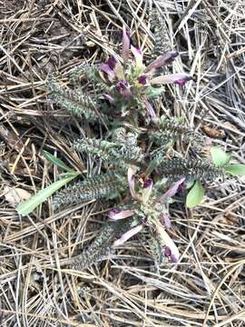 Image of dwarf lousewort