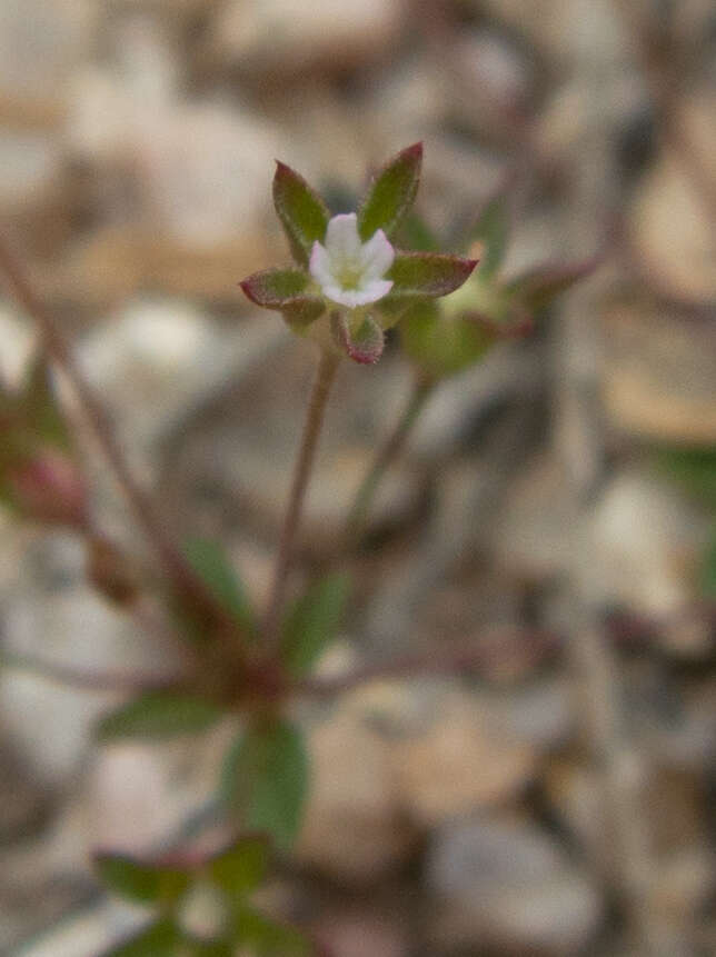 Image de Androsace occidentalis Pursh