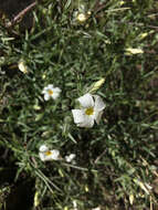 Image of Santa Catalina Mountain phlox