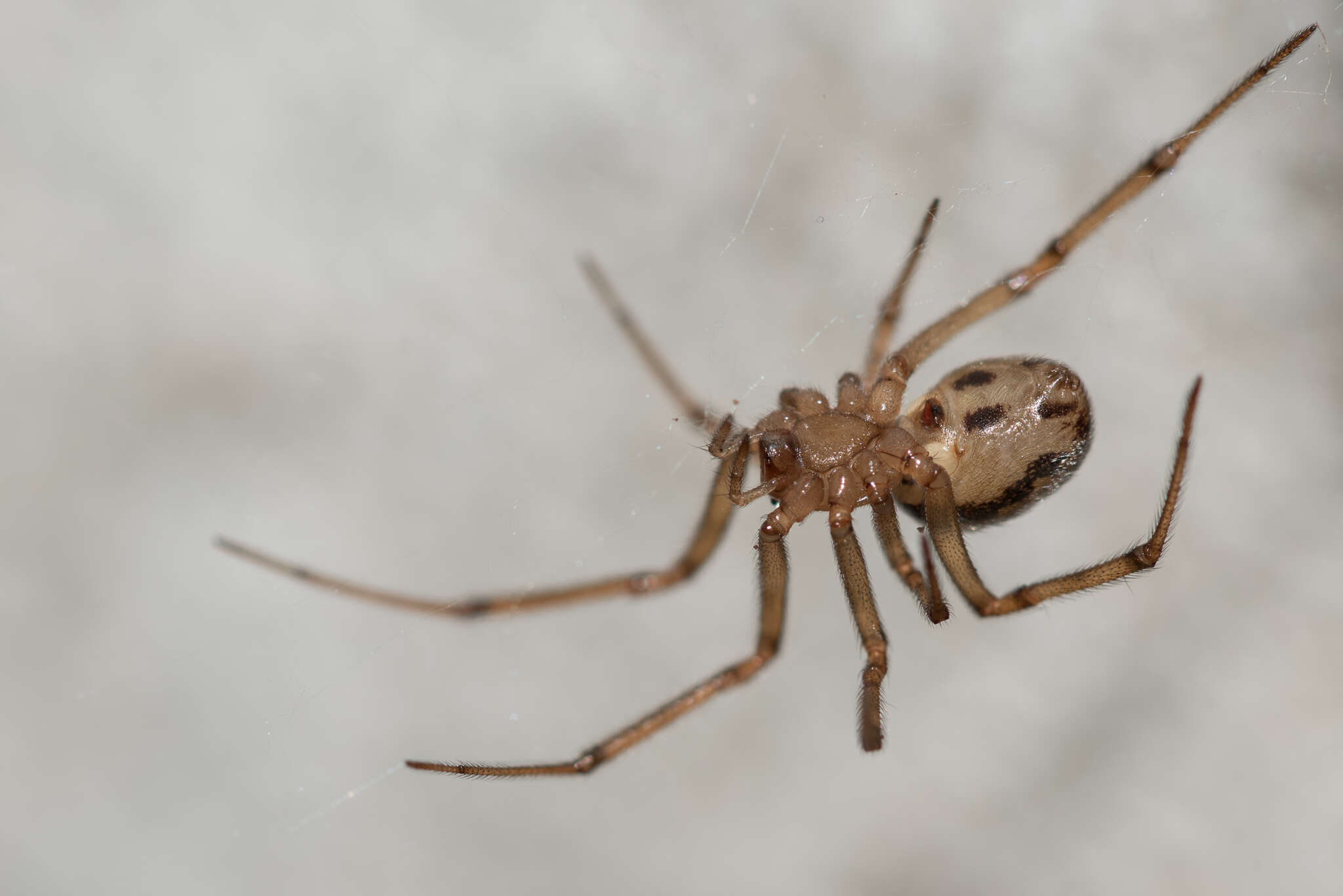 Image of Steatoda castanea (Clerck 1757)