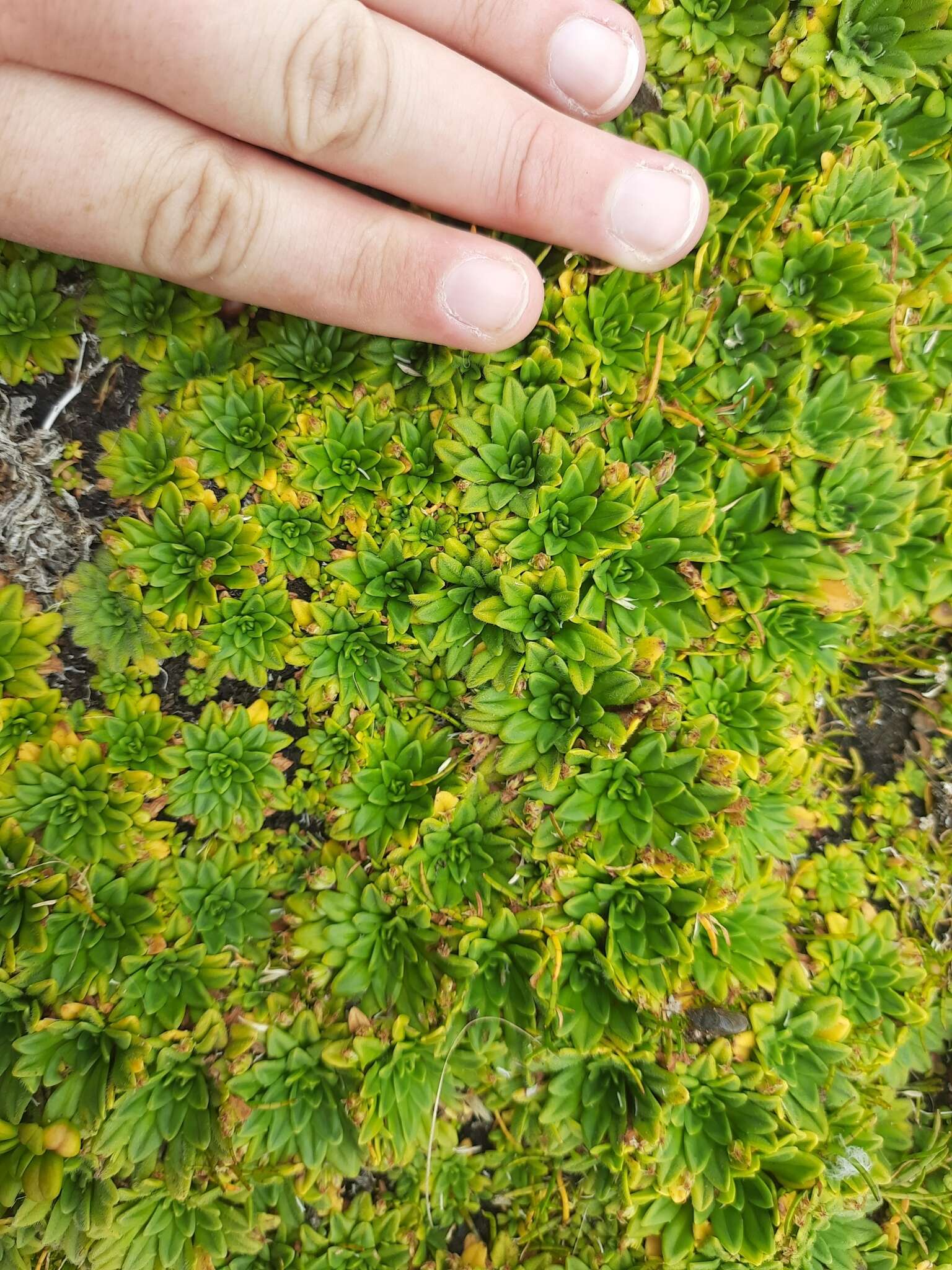 Image of Plantago triantha Spreng.