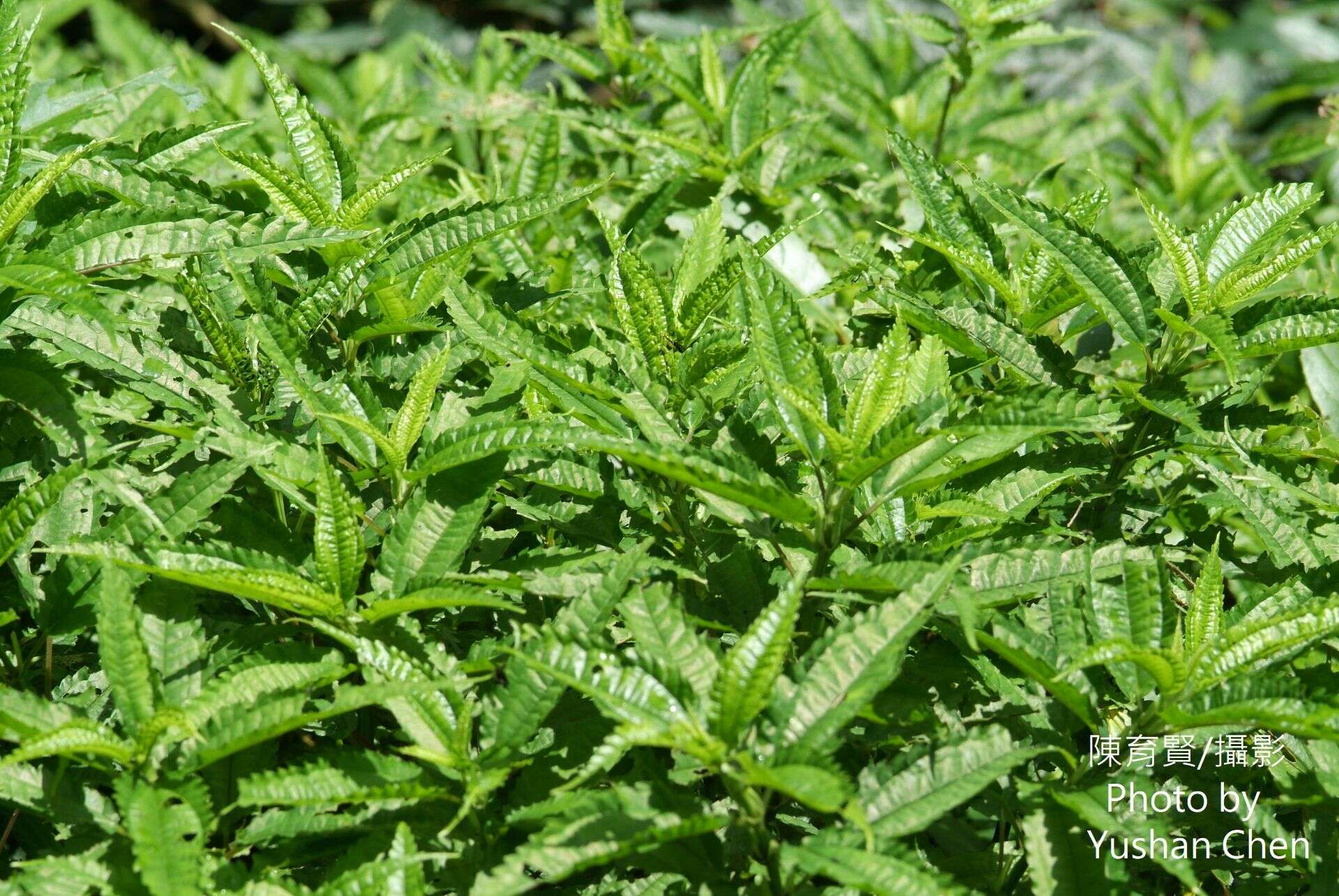 Image of Pilea angulata (Bl.) Bl.