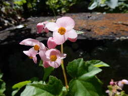 Image of Begonia palmeri S. Watson