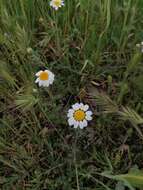 Anthemis arvensis L. resmi