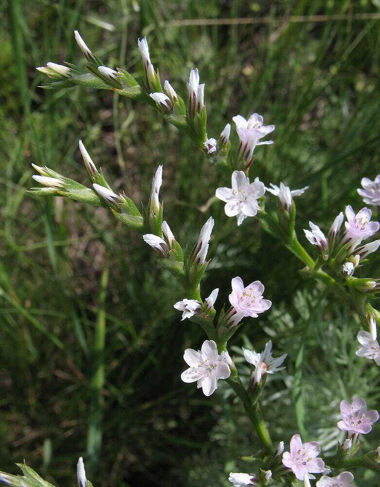 Image de Goniolimon tataricum (L.) Boiss.