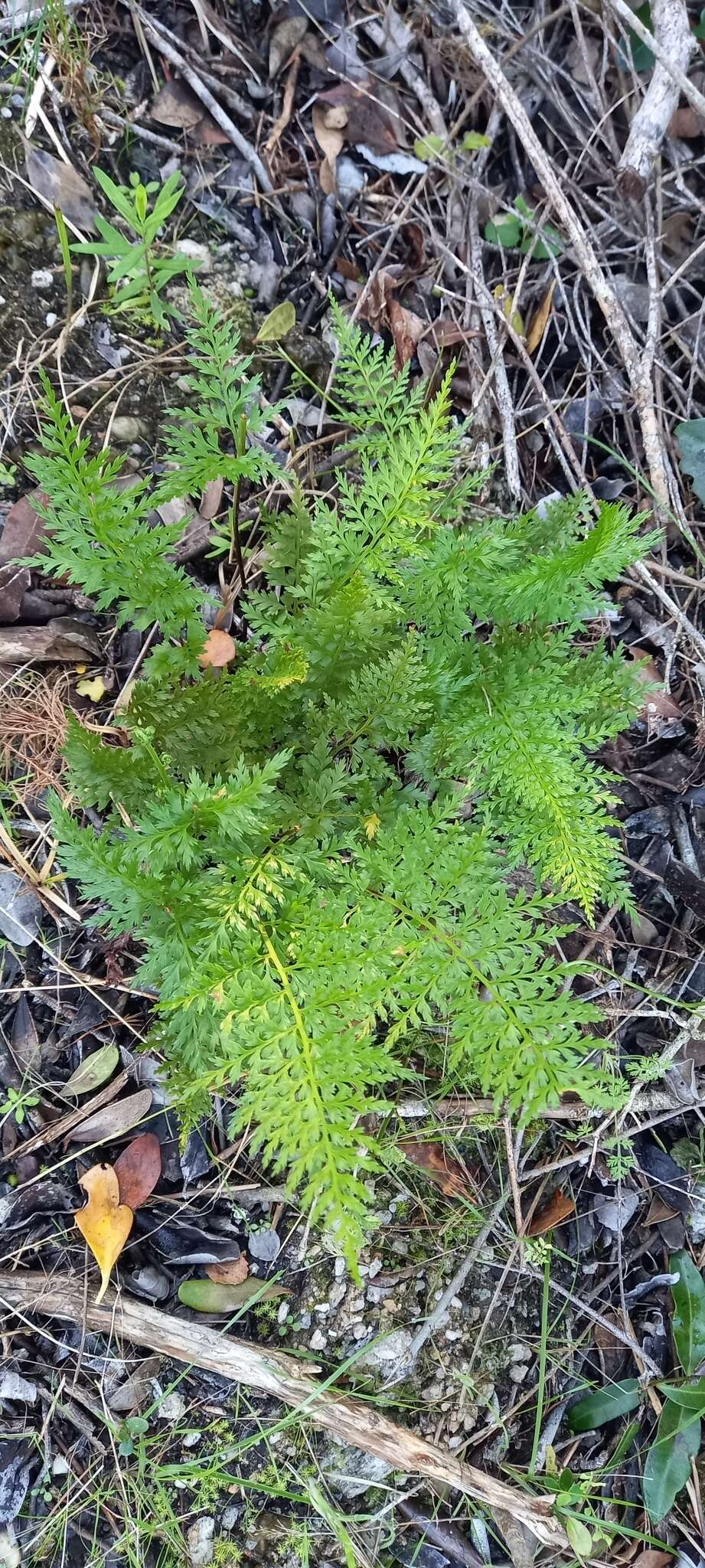 Image of Asplenium adiantum-nigrum var. solidum (Kunze) J. P. Roux