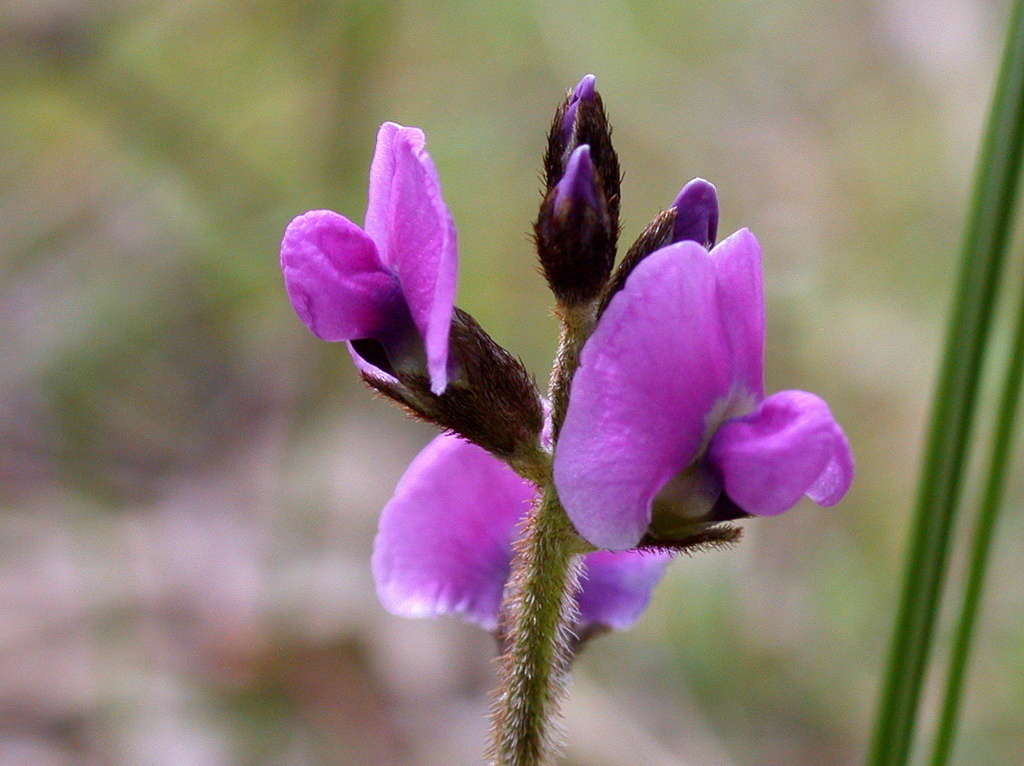 Imagem de Glycine latrobeana (Meissner) Benth.