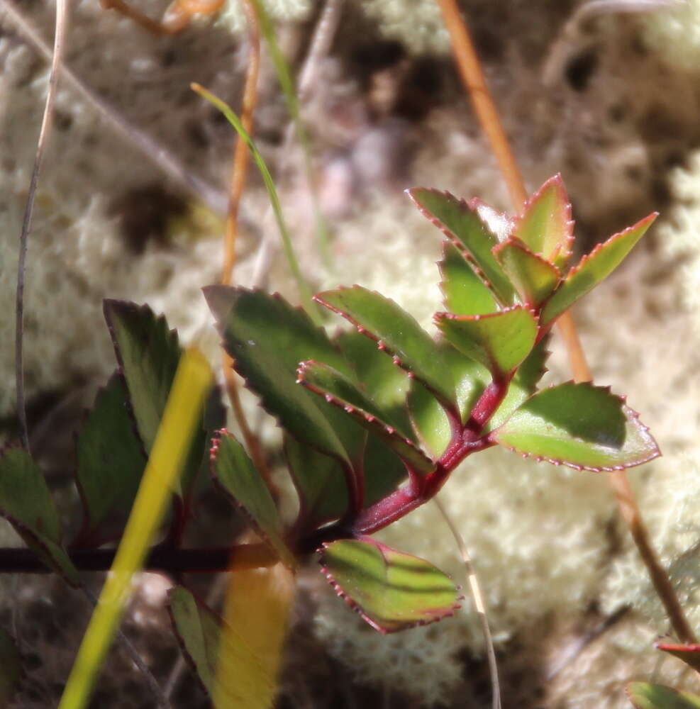 Image of Haloragis erecta subsp. cartilaginea (Cheeseman) Orchard