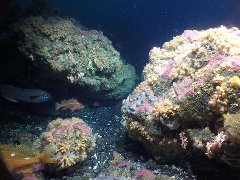 Image of Yelloweye rockfish