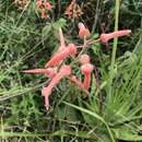 Aloe lettyae Reynolds的图像