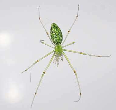 Image of Tetragnatha squamata Karsch 1879