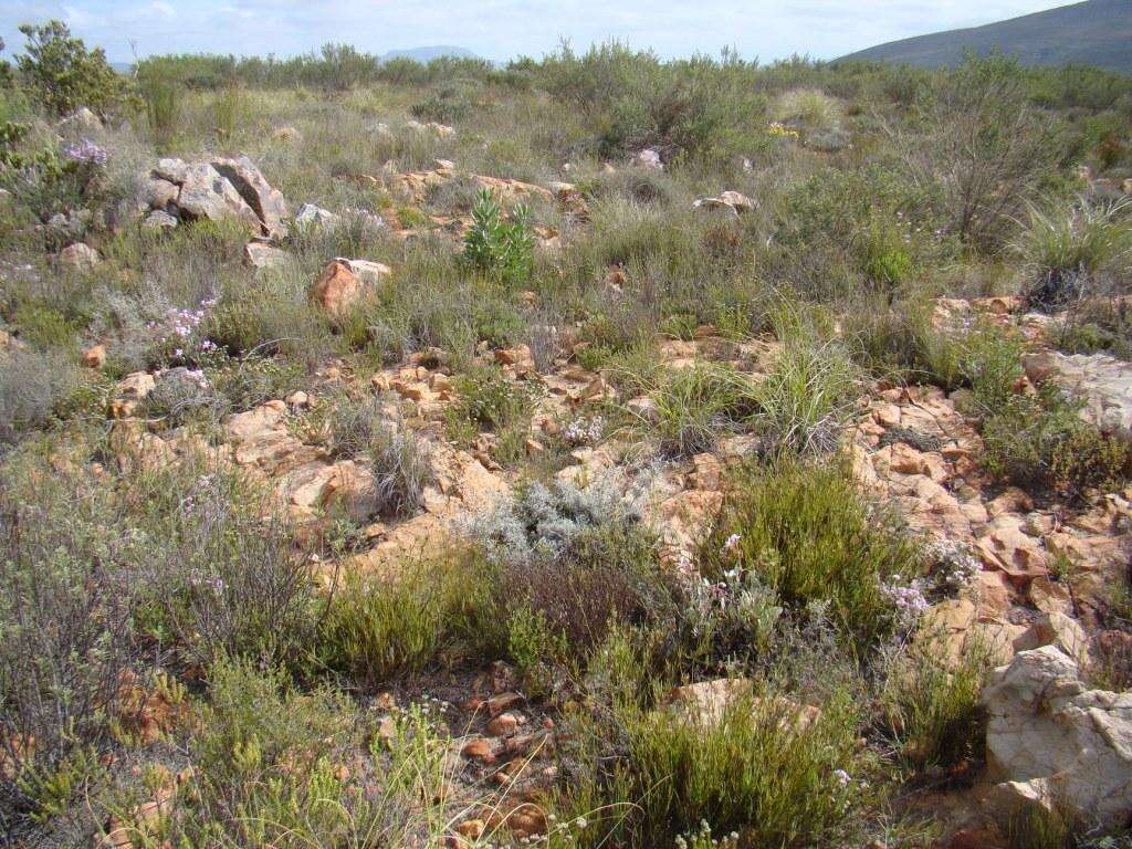 Image of Phylica vulgaris Pillans