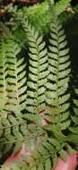 Слика од Polystichum incongruum J. P. Roux