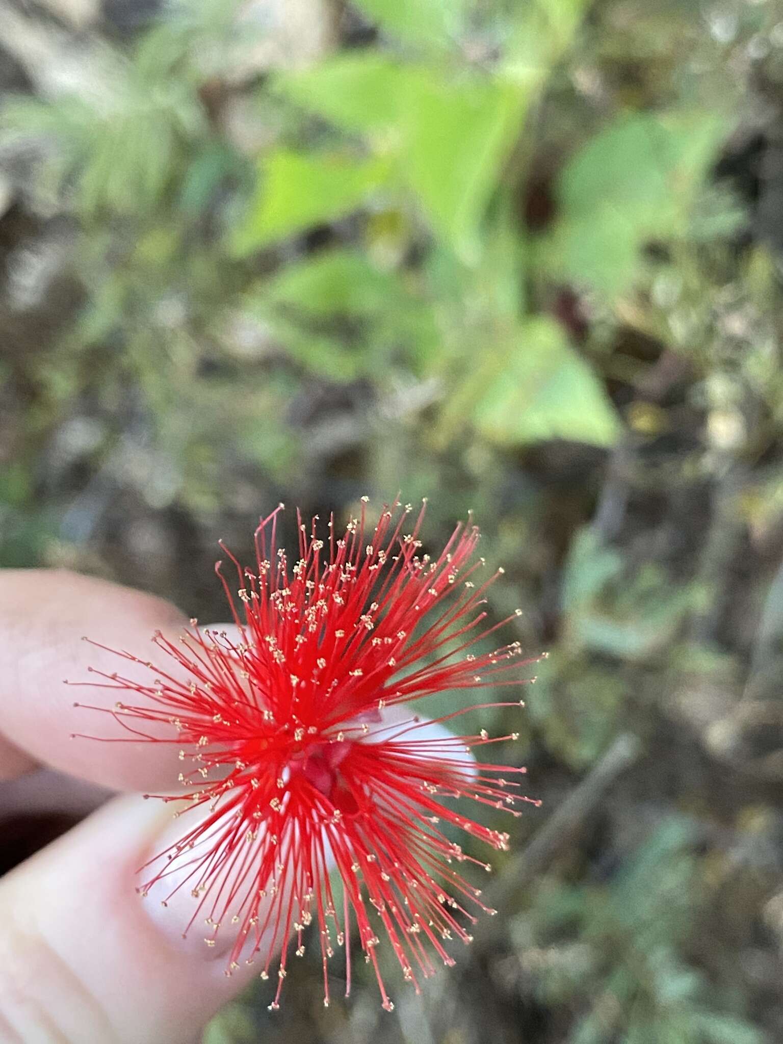 Imagem de Calliandra peninsularis Rose