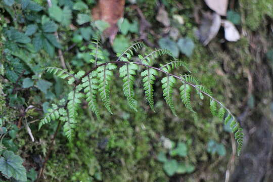 Слика од Athyrium tripinnatum Tag.