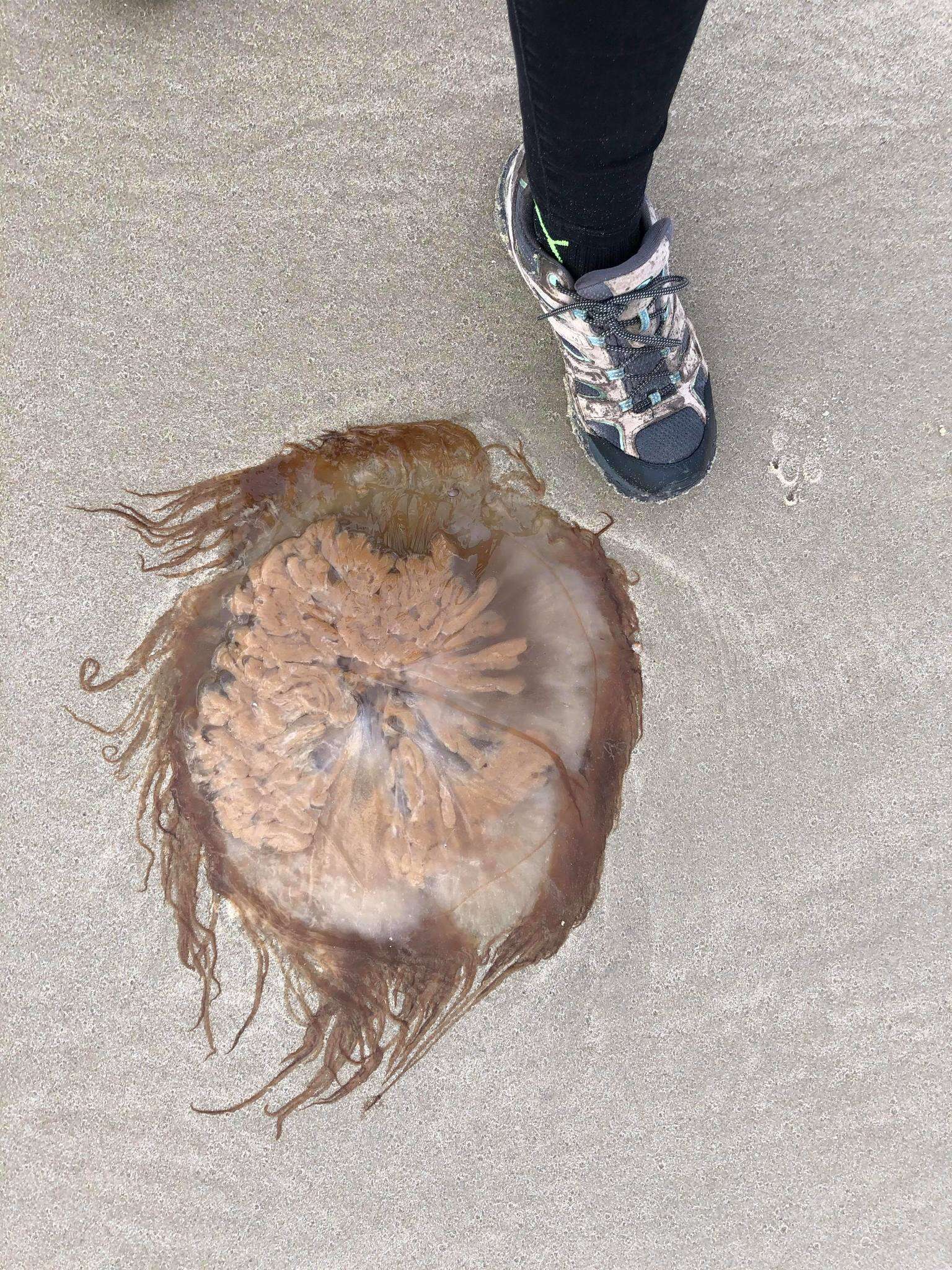 Image de Cyanea fulva Agassiz 1862