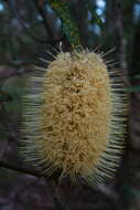 Image of Banksia integrifolia subsp. monticola K. R. Thiele