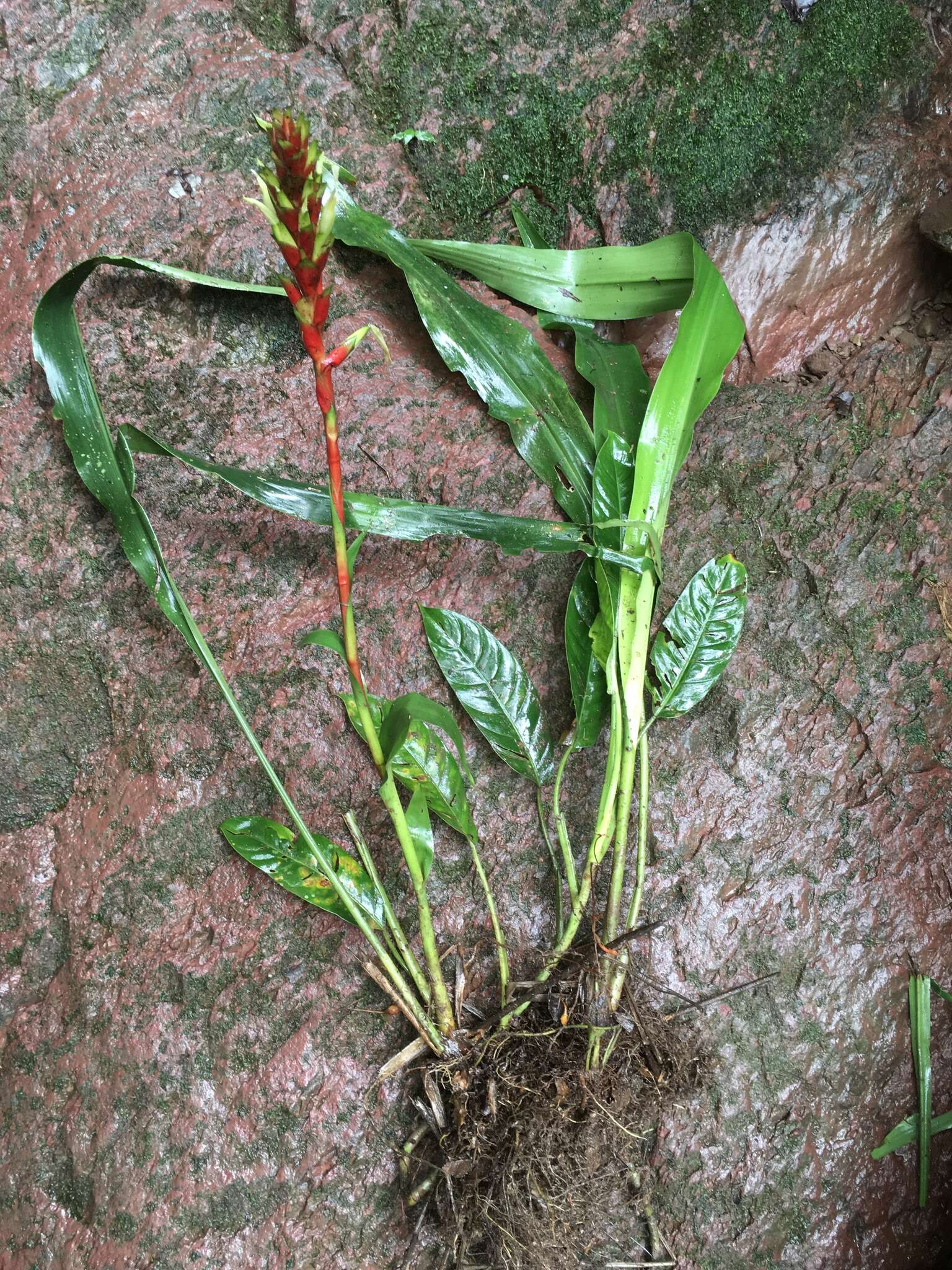 Image of Pitcairnia maidifolia (C. Morren) Decne. ex Planch.