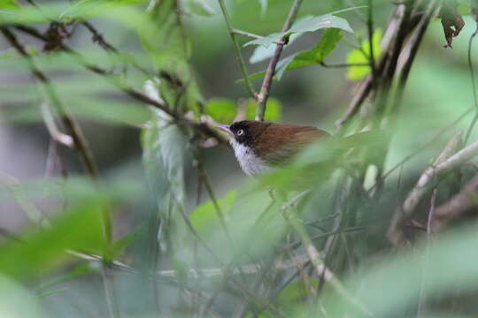 Image of Dark-fronted Babbler