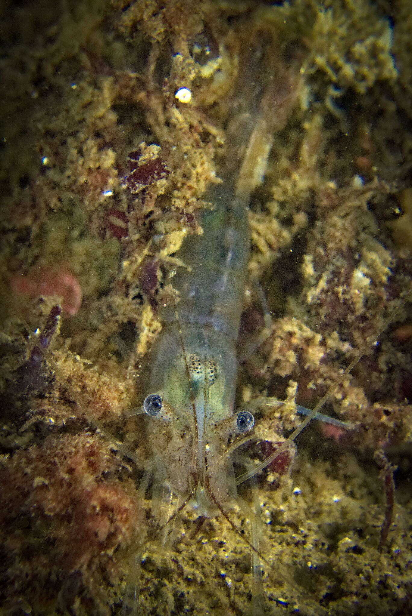 Image of Baltic prawn