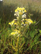 Image of Triphysaria versicolor subsp. faucibarbata (A. Gray) T. I. Chuang & L. R. Heckard