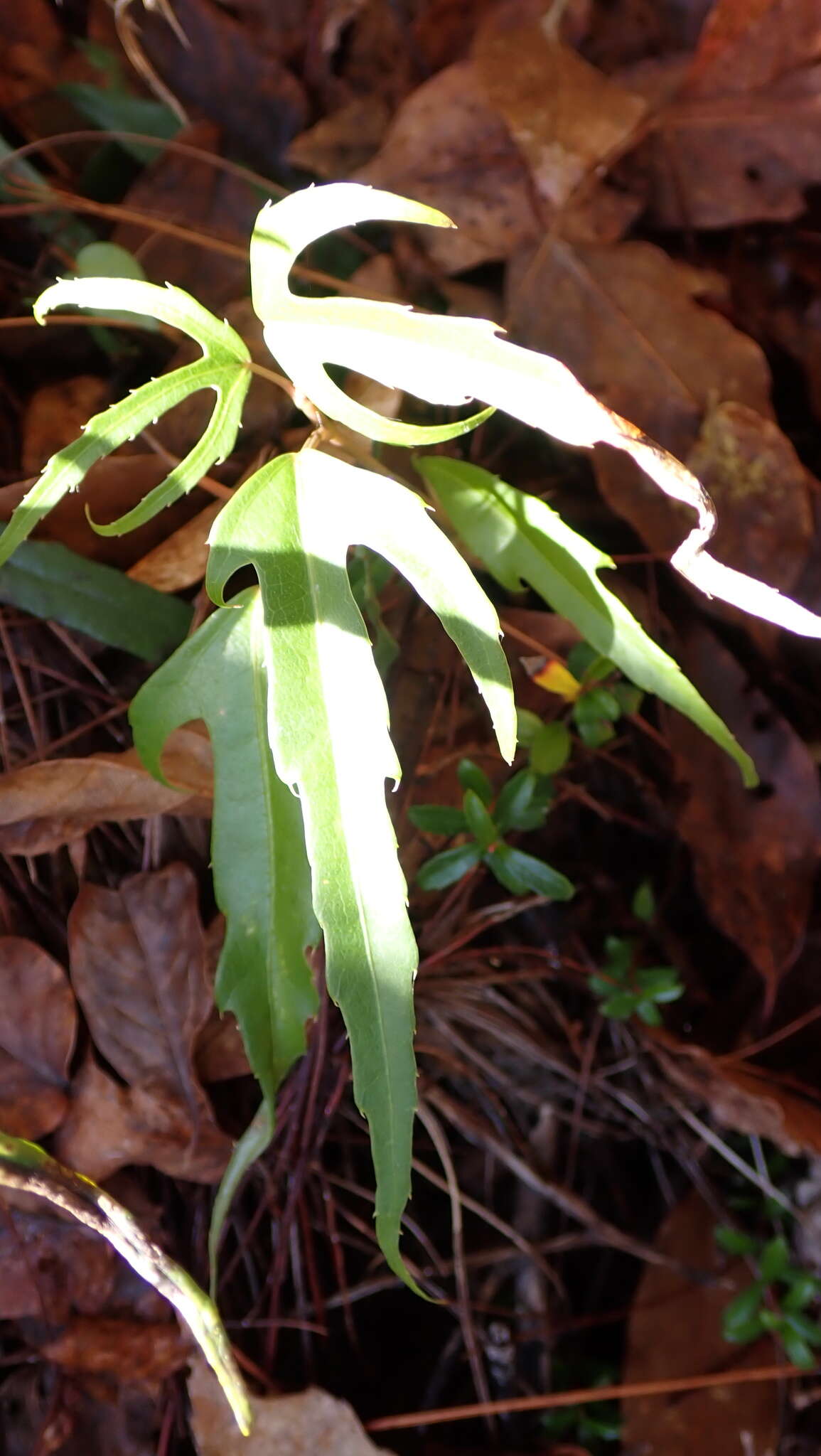 Image of Dendropanax dentiger (Harms) Merr.