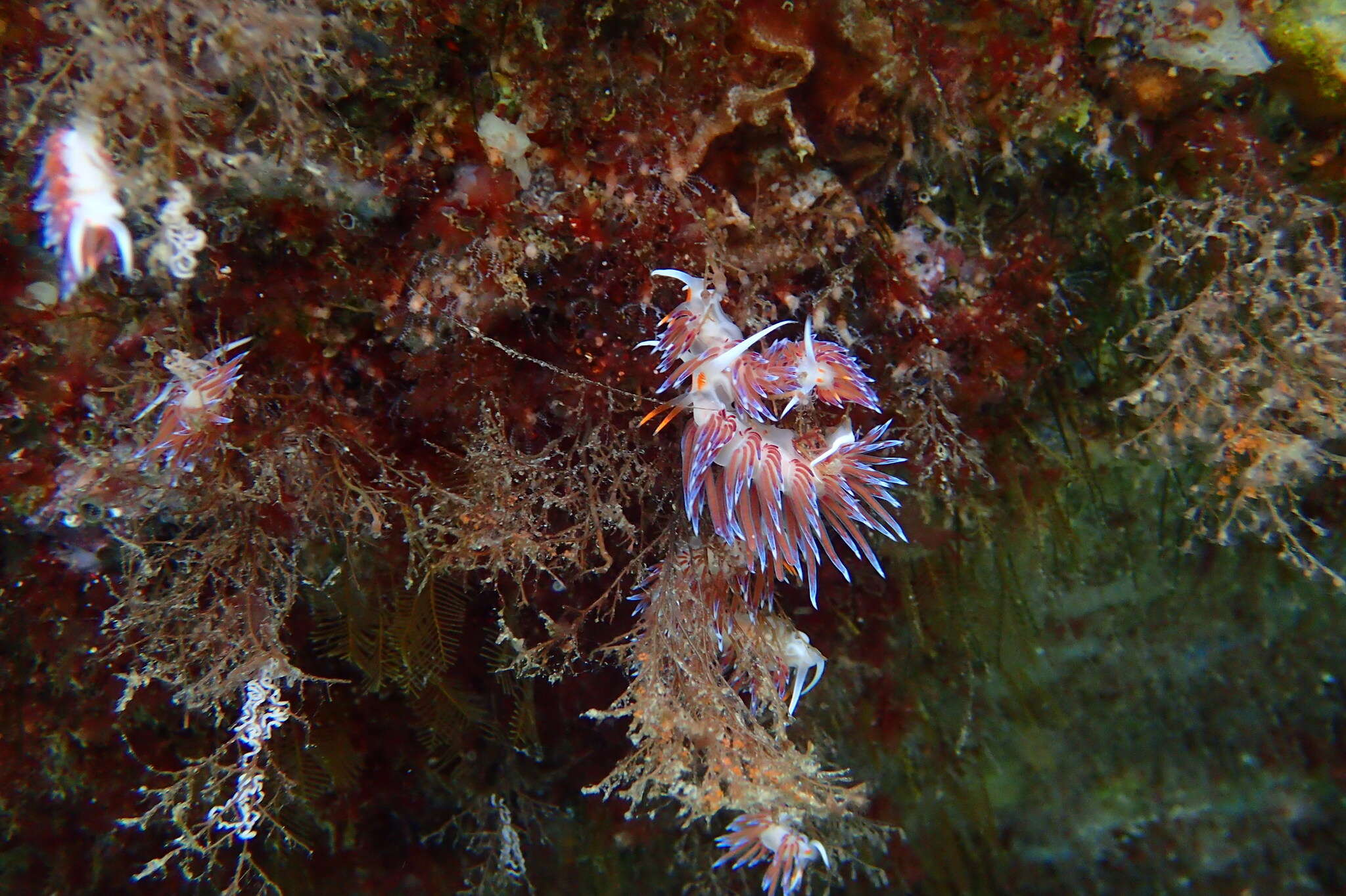 Image of Cratena Slug