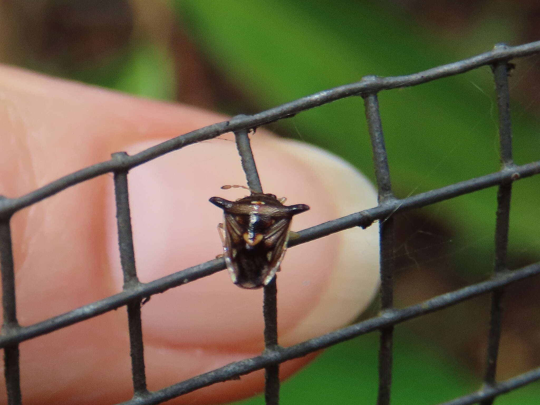 Image of Panaetius laevicornis Wang, Liu & Cassis 2015