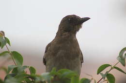 Image of Turdus ignobilis ignobilis Sclater & PL 1858