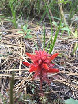 Imagem de Pedicularis aurantiaca (E. F. Sprague) Monfils & Prather